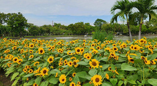 สวนดอกไม้