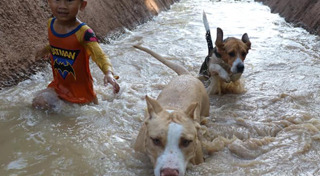 มิตรภาพคนกับสัตว์