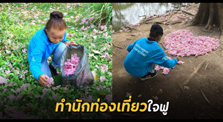 ดอกชมพูพันธุ์ทิพย์