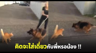 หมากับแมว