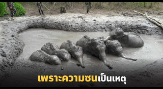 ลูกช้าง