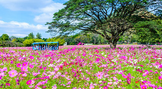 จิม ทอมป์สัน ฟาร์ม