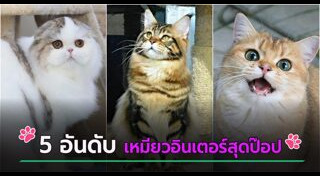 แมวเปอร์เซีย