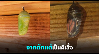 ผีเสื้อ