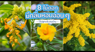 วิธีดูแลสวน