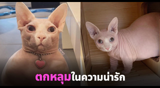 แมวสฟิงซ์