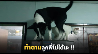 หมากับแมว