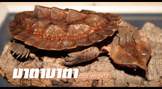 สัตว์ครึ่งบกครึ่งน้ำ