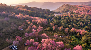 ทุ่งดอกไม้