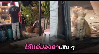 แมวจรจัด