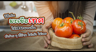 มะเขือเทศ