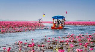 เส้นทางดอกไม้