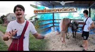 ควายเผือก