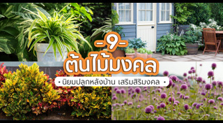 ต้นไม้มงคล