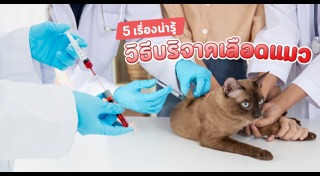 วิธีเลี้ยงแมว