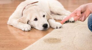 คนกับหมา