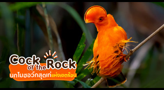 นกประหลาด