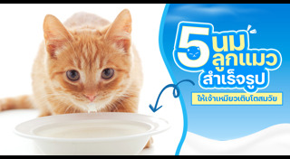 วิธีเลี้ยงแมว