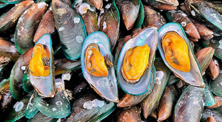 หอยแมลงภู่