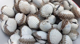 หอยแครง