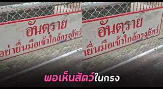 โรคของแมว
