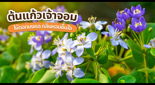 ต้นไม้จัดสวน