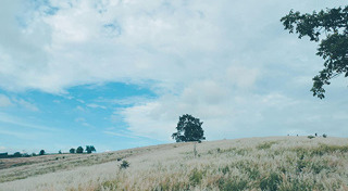 วังน้ำเขียว