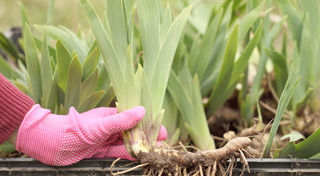 ว่านหางจระเข้