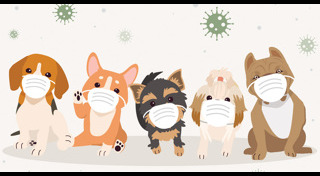 วิธีดูแลสัตว์เลี้ยง