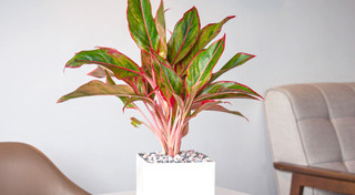 ไม้ประดับ