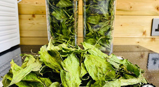 หญ้าหวาน