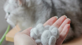 อาหารแมว