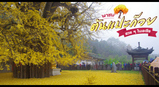 ใบไม้เปลี่ยนสี เกาหลี