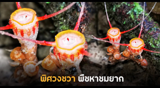 พืชแปลก