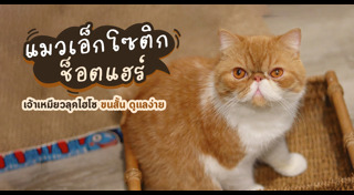 พันธุ์แมว