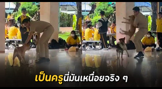 หมากัดกัน