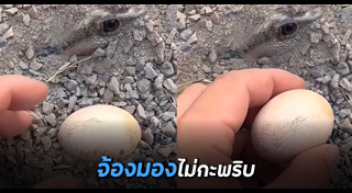 สัตว์ลึกลับ