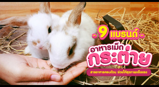 กระต่าย