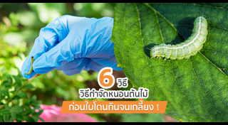 วิธีดูแลสวน