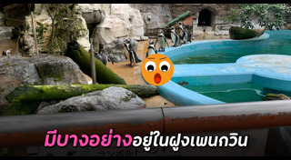 นกกระสา