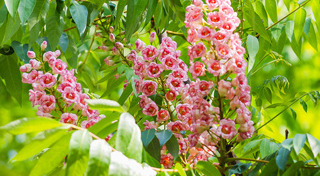 ที่เที่ยวน่าน