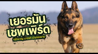 พันธุ์สุนัข