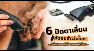 ของใช้สุนัข