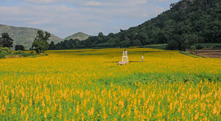 สวนดอกไม้