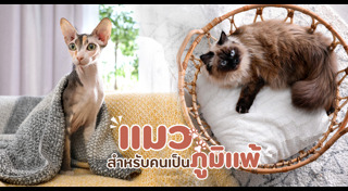 แมวสฟิงซ์