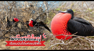 นกประหลาด