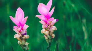 เที่ยวชัยภูมิ