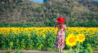 ทุ่งทานตะวัน