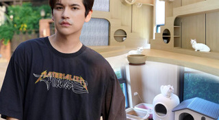 ห้องแมว