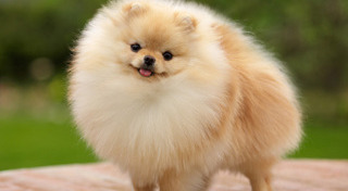 ปอมเมอเรเนียน